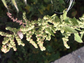 Amaranthus?